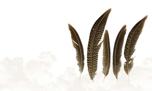 Plumas