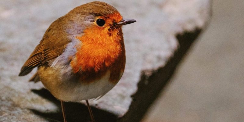 Pájaro o Ave: Significado Espiritual – Mensajes de Arriba