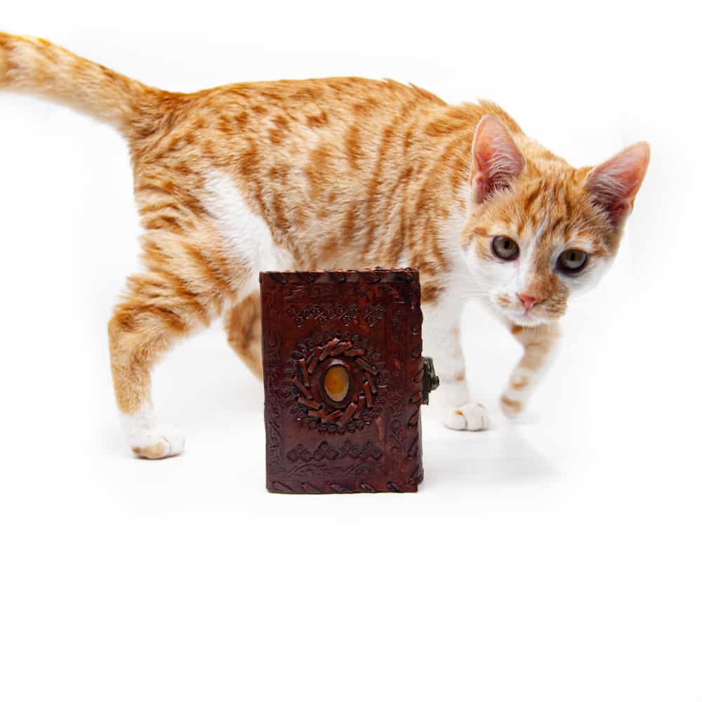 gato rojo detrás de cuaderno blog alta sensibilidad