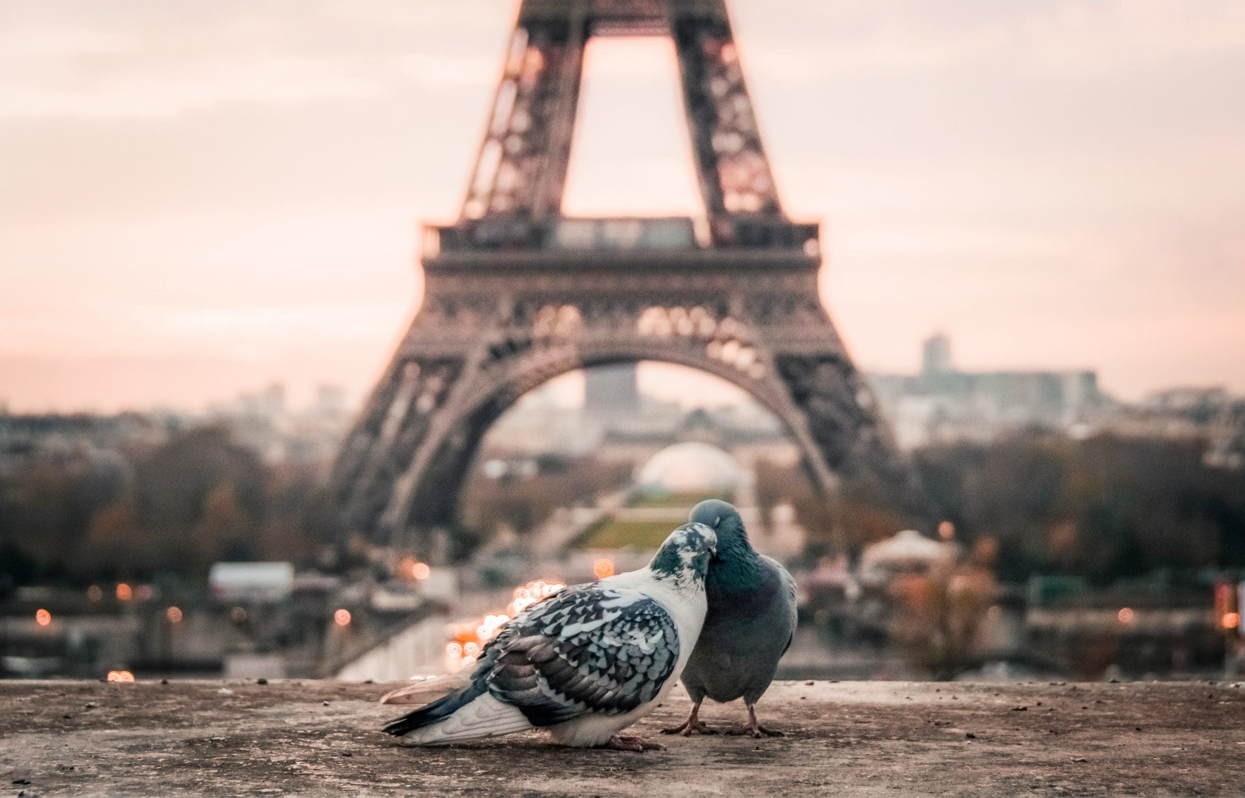 dos palomas delante de la torre eiffel horóscopo géminis